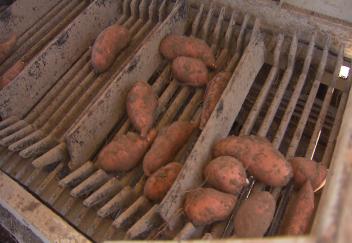 Flooding and regulations put strain on Louisiana sweet potato industry 